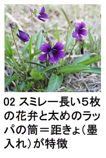 02 X~-ɍ炭Ԃ̃VeBCtV-4wڂ̖{PDF-02 X~-ɍ炭Ԃ̃VeBCt
