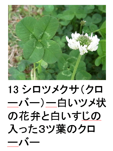 13 VcNTiN[o[j[c̉ԕقƔ̓Rct̃N[o[