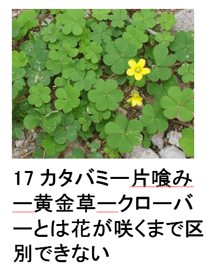17 J^o~[Ћ݁[[N[o[Ƃ͉Ԃ炭܂ŋʂłȂ
