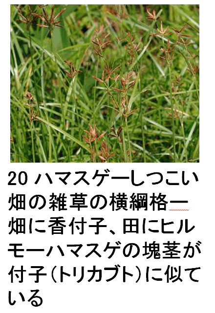 20 n}XQ[̎G̉ji[ɍtqAcɃq[n}XQ̉stqigJugjɎĂ